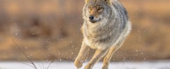 Eurasian Wolf running fast through water splash