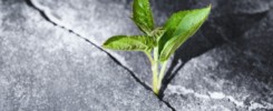 Green sprout growing in stone slab - rebirth, revival, resilience and new life concept