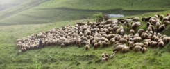 Herd of sheep on pasture