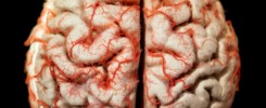 Human brain closeup