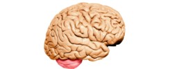 Human brain model