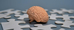 Model of a human brain surrounded by scattered puzzle pieces.