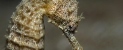 Portrait of a seahorse