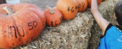 Pumpkins and prices