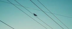 Silhouette of a pigeon on electrical wires against the sunset sky