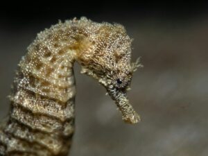 Portrait of a seahorse