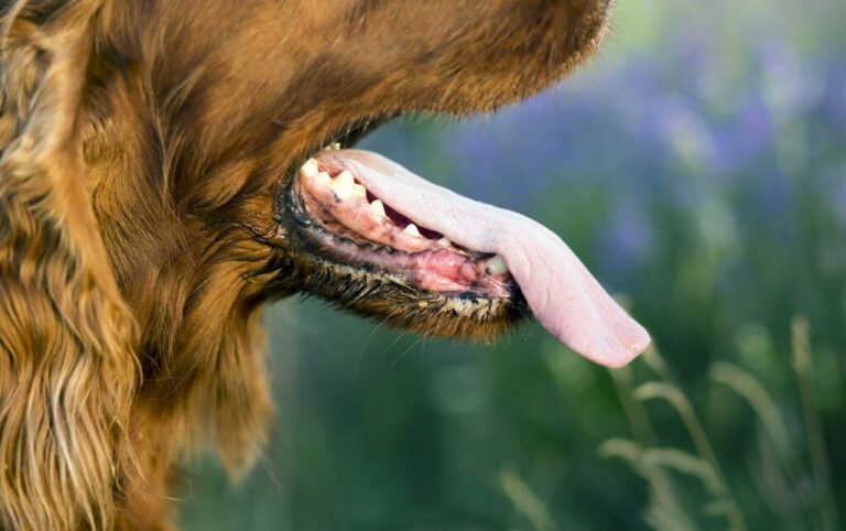 Hogyan befolyásolják érzelmeink a döntéseinket? Dog tongue