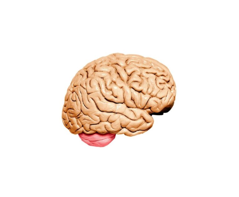 Manipulált vágyak: a tudatalatti irányítása Human brain model