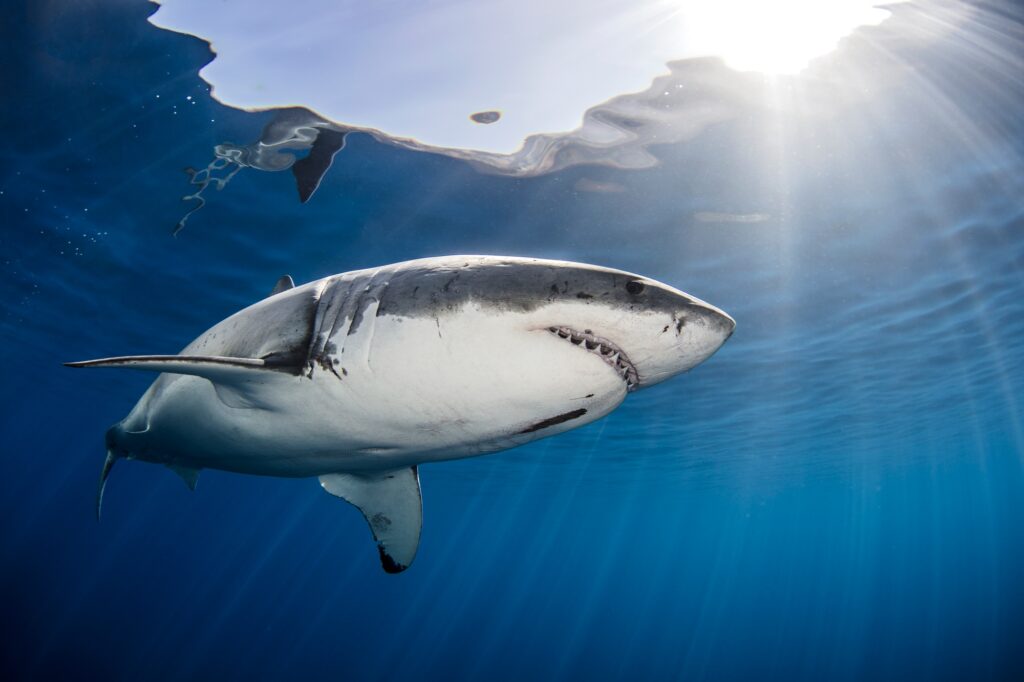 Shark swimming in sea under sunrays