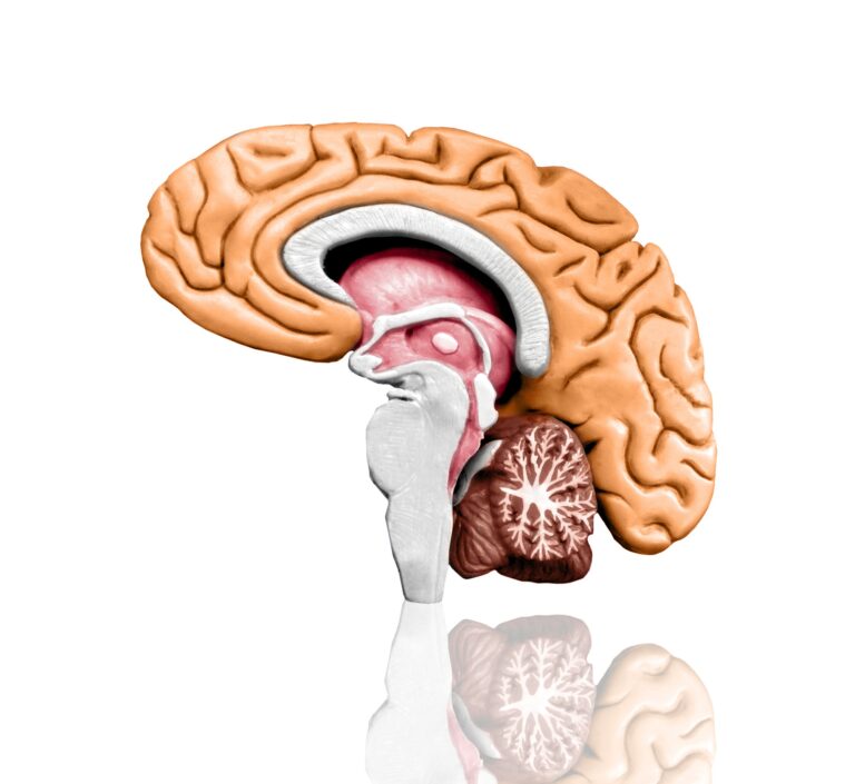 Így fejleszthetjük az agyunk döntéshozó mechanizmusát Brain model