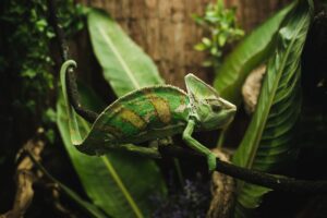 Green tropical chameleon on tree branch