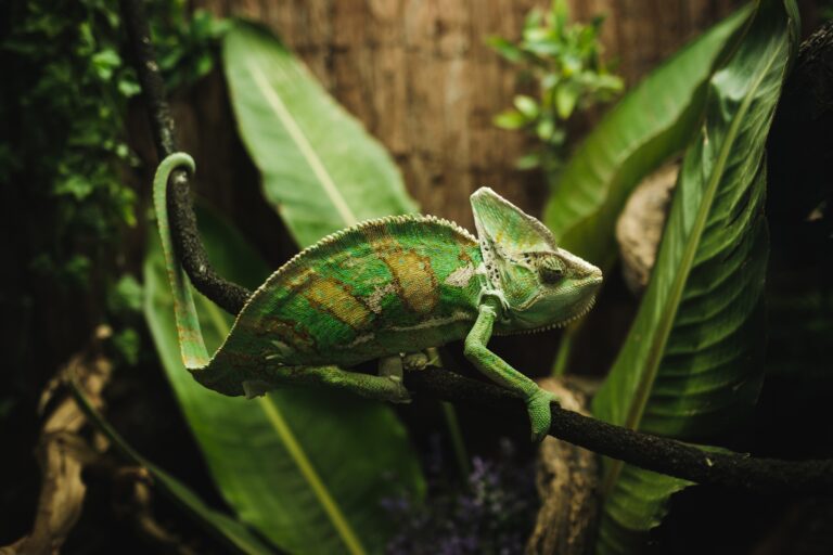 Green tropical chameleon on tree branch