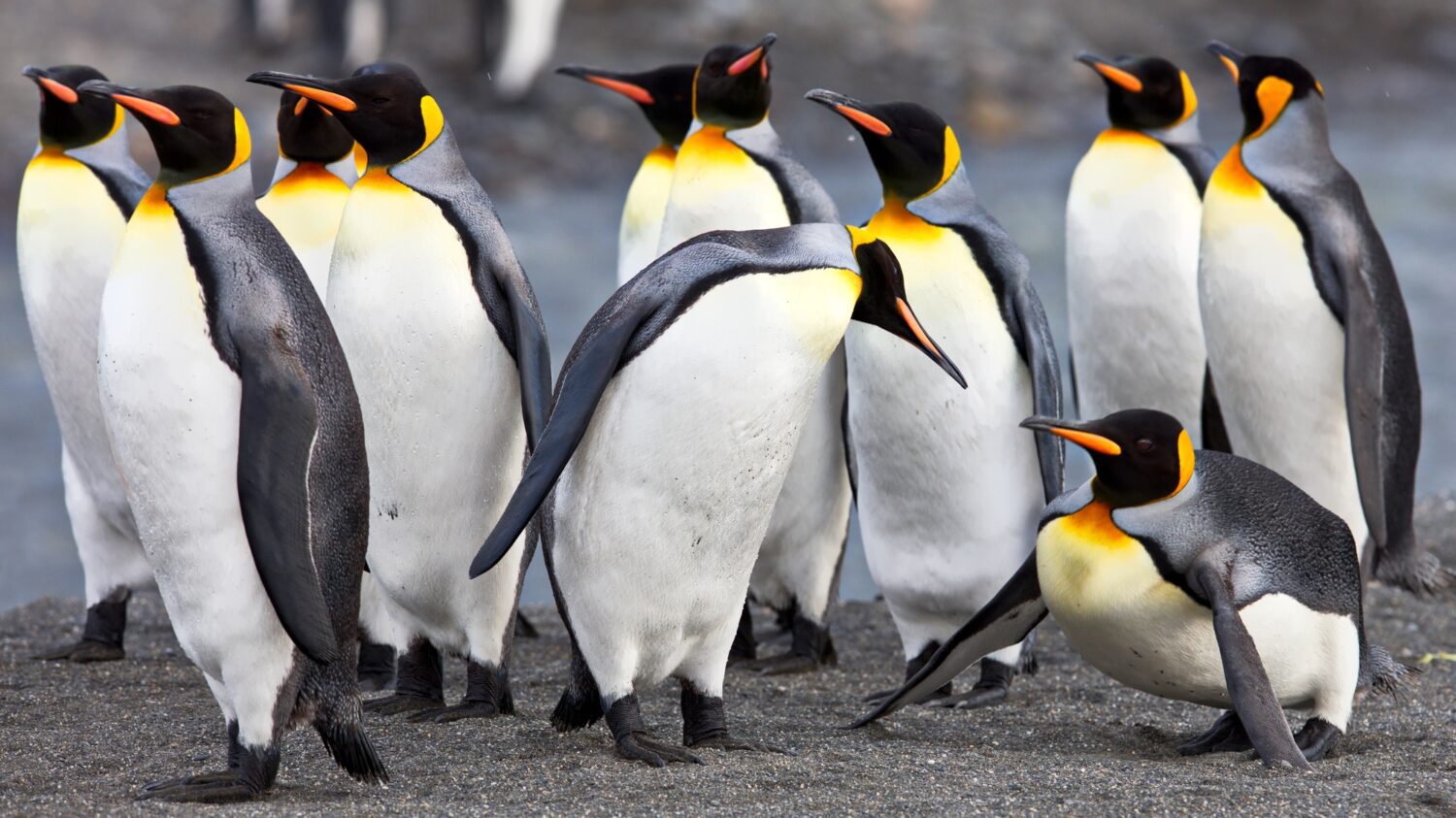 A Facebook marketingcsoportok árnyoldala Group of penguins in South Georgia