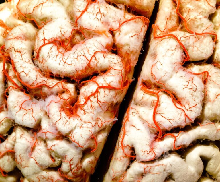 Az idegrendszer átfogó áttekintése Human brain closeup