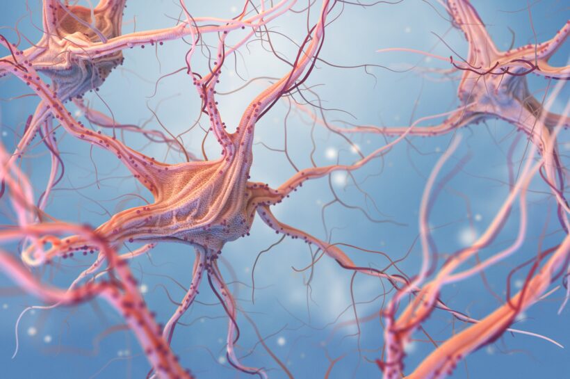 A testünk ideghálózatának egyensúlya Neurons and nervous system