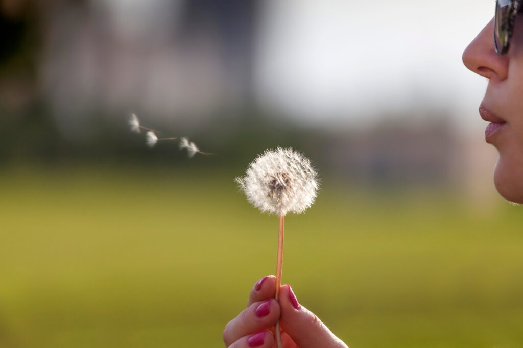 Woman blowing on a dandelion, my wish will come true