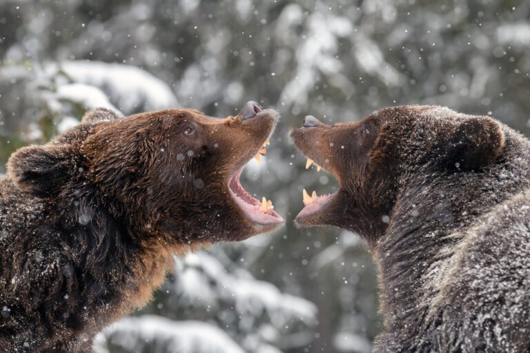 Harc a vállalkozás pénzéért Close-up two angry brown bear fight in winter forest