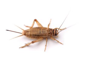 Cricket isolated on white background