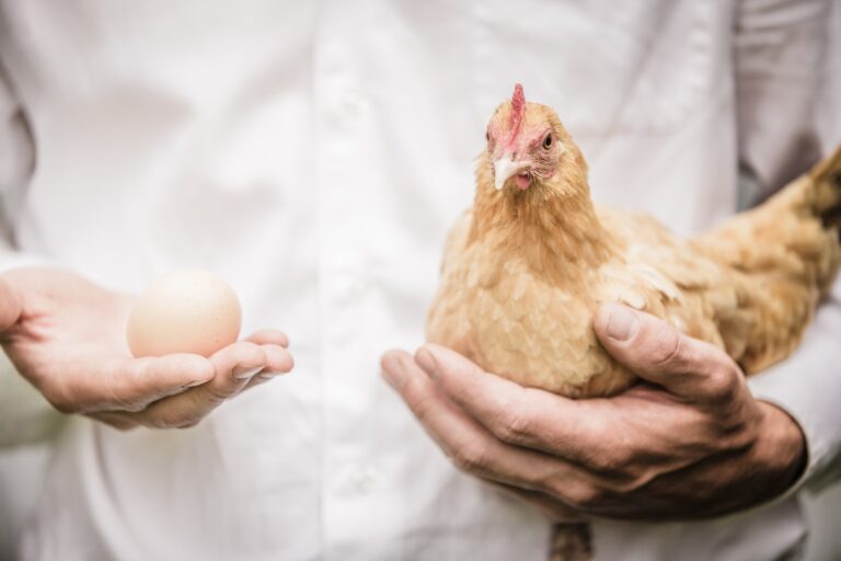 Giffen-hatás: amikor a drágulás mégis keresletet gerjeszt Paradox of the Chicken and the Egg